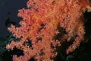 Weichkoralle im Roten Meer (00000175)
