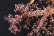 Weichkoralle im Roten Meer (00000190)