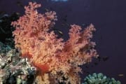 Weichkoralle im Roten Meer (00000191)