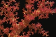Weichkoralle im Roten Meer (00000192)