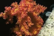 Weichkoralle im Roten Meer (00000193)