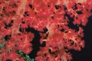 Weichkoralle im Roten Meer (00000194)