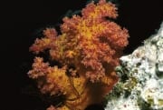Weichkoralle im Roten Meer (00000195)