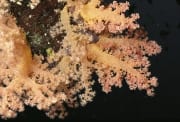 Weichkoralle im Roten Meer (00000197)