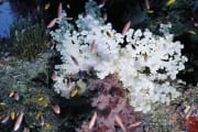 Soft corals (00000198)
