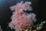 Weichkoralle im Roten Meer (00000200)