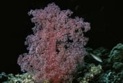 Weichkoralle im Roten Meer (00000201)