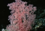 Weichkoralle im Roten Meer (00000202)