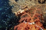 Soft coral with Sea fan (00000247)