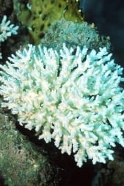 Korallenbleiche (00000280)