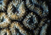 Stony coral (00000282)