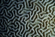 Brain coral (00000285)