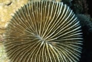Mushroom coral (00000287)