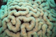 Weichkoralle im Roten Meer (00000638)