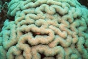 Weichkoralle im Roten Meer (00000639)