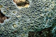 Stony coral (00000891)