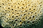 Stony coral (00000892)