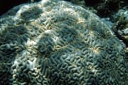 Brayn coral (00000893)