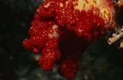 Intensiv rot leuchtende Weichkoralle (00017866)