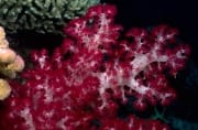 Farbenpraechtige Weichkoralle in einem Fiji Korallen (00018548)