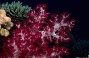 Eine leuchtende Weichkoralle im Riff (00018549)