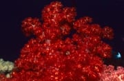 Intensiv rot leuchtende Weichkoralle (00018552)