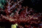 Farbenpraechtige Weichkorallen (00018557)