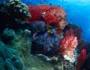 Farbenpraechtige Weichkorallen in der Beqa Lagoon (00019572)