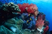 Farbenfrohe Weichkorallen in einem Suedsee Riff (00019573)