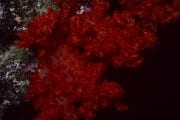 Intensiv rot leuchtende Weichkoralle (00020222)