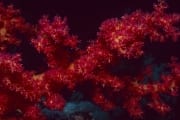Intensiv rot leuchtende Weichkoralle (00020246)