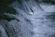 Springende Lachse am Wasserfall (00000039)