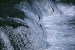 Springende Lachse am Wasserfall (00000038)