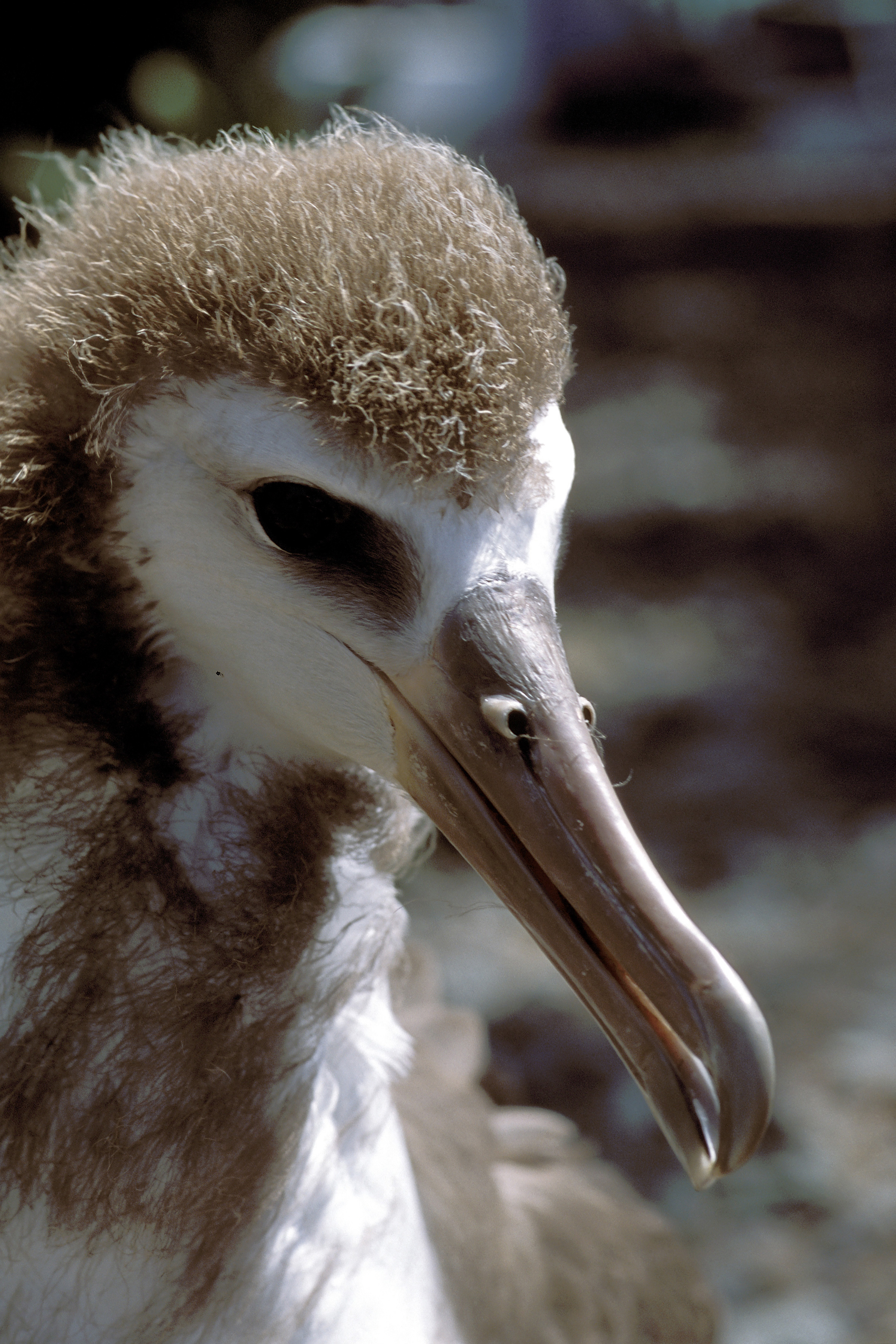 Junger Laysan-Albatros (00006064)