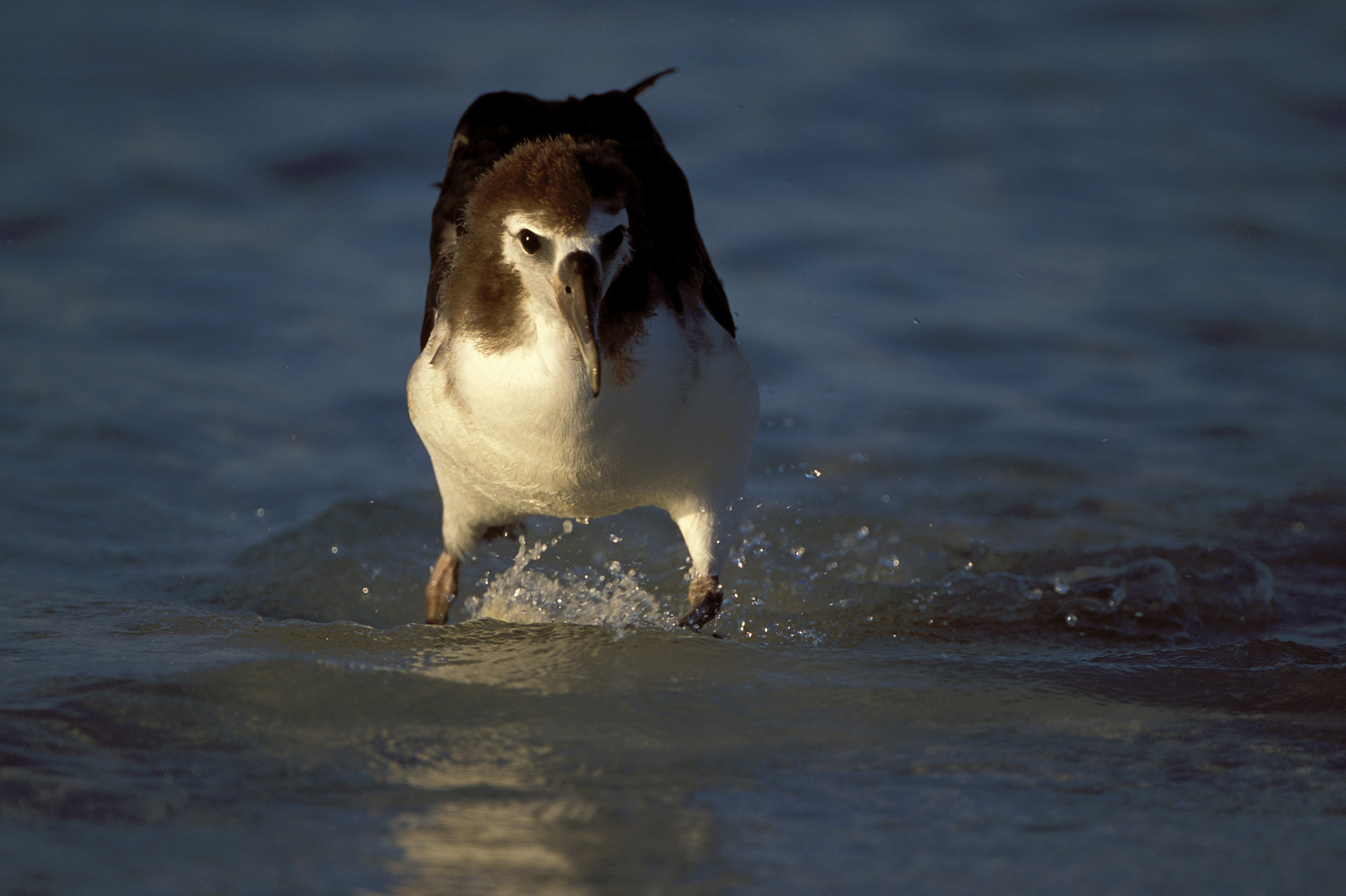 Junger Laysan-Albatros auf dem Meer (00006194)