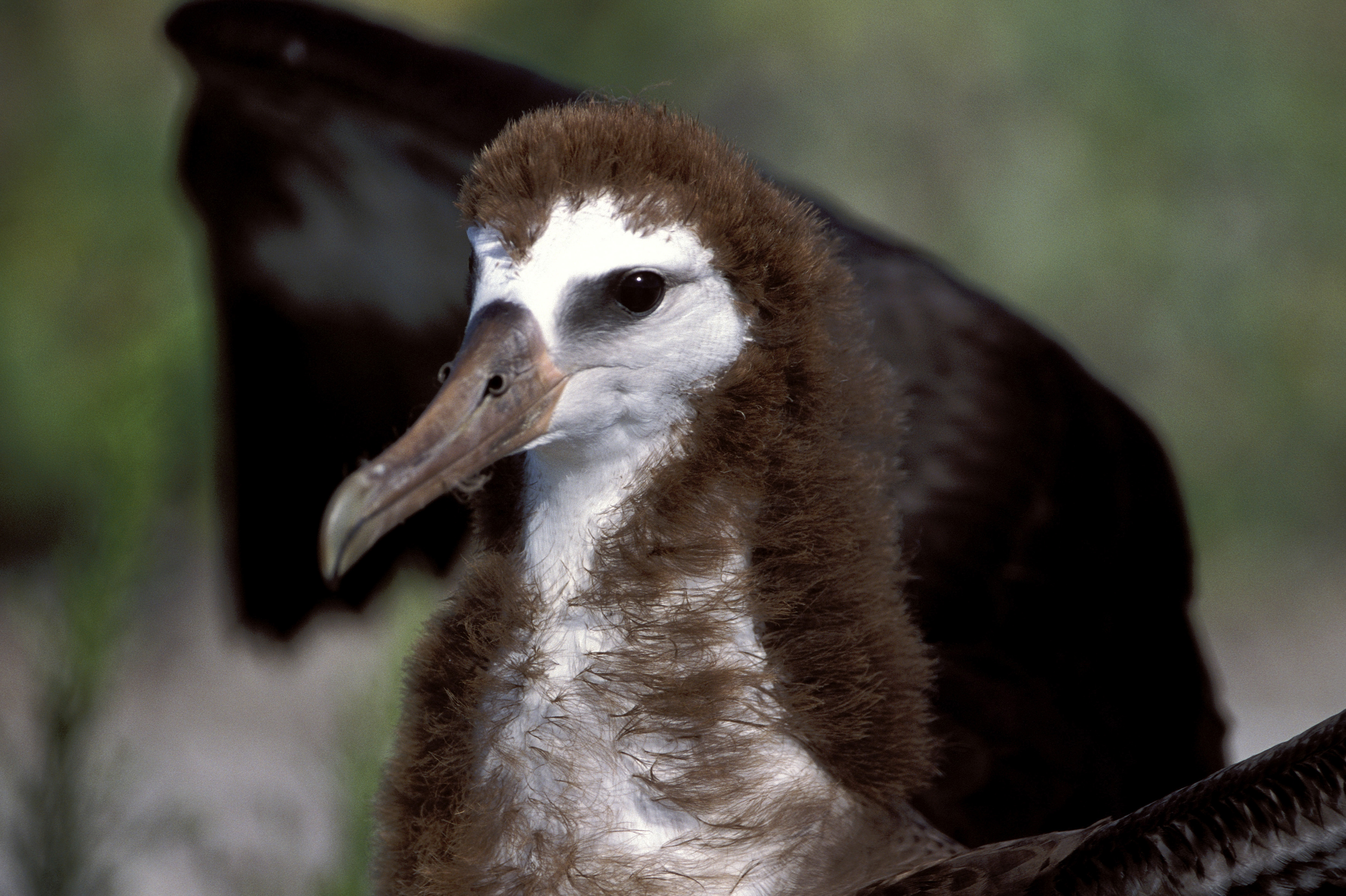 Junger Laysan-Albatros (00006201)