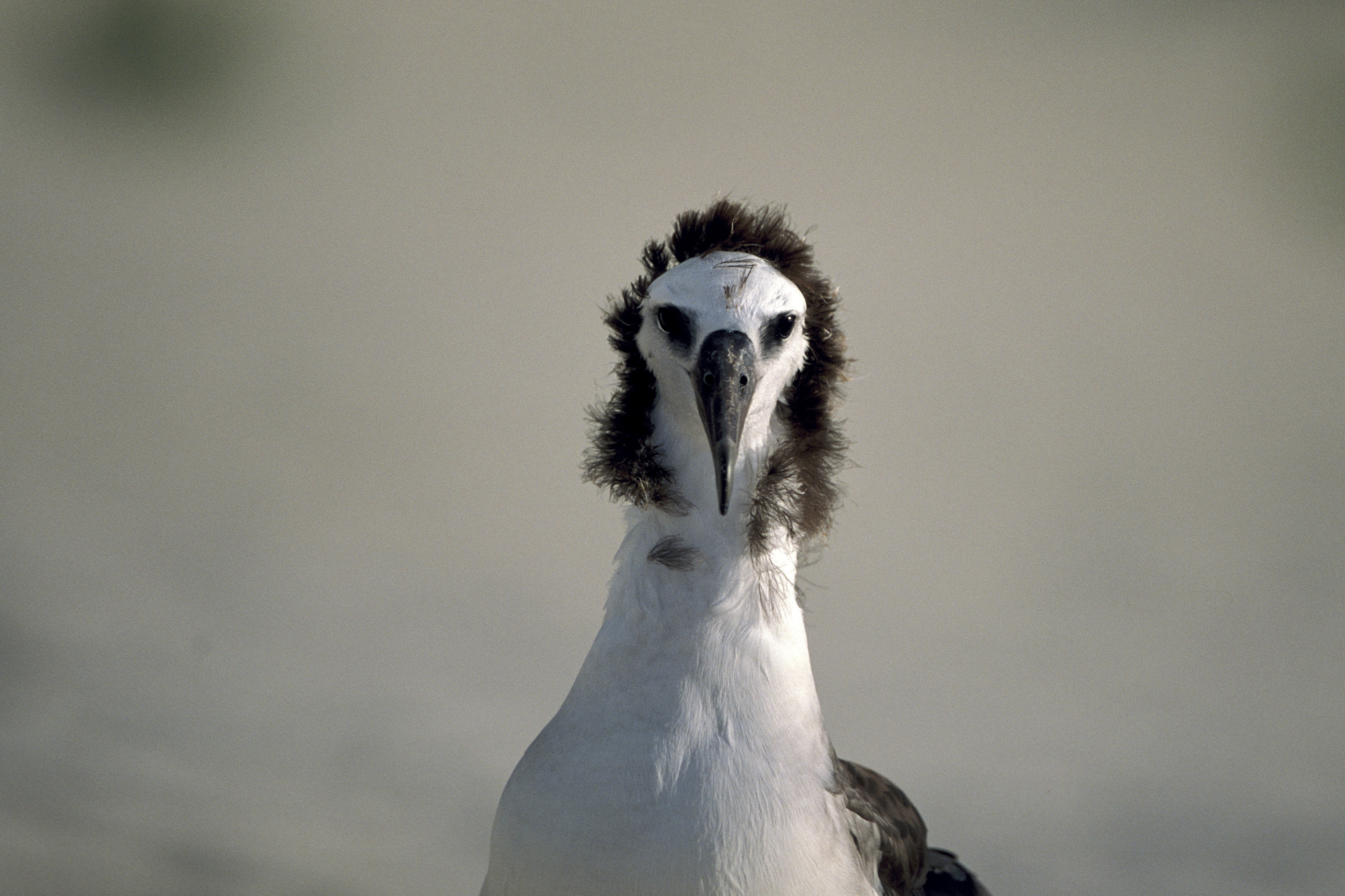 Portraet Junger Laysan-Albatros (00006260)