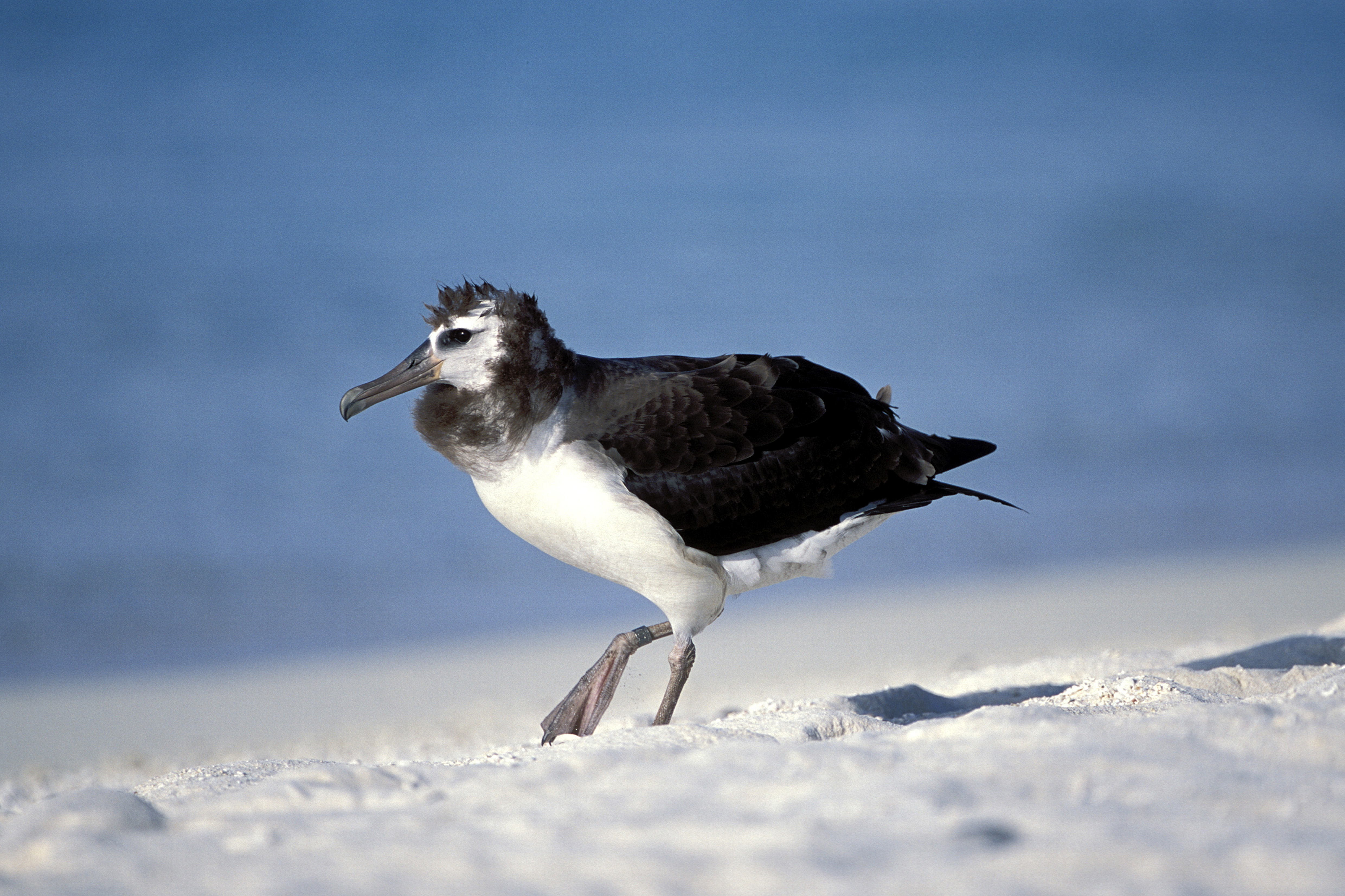 Junger Laysan-Albatros am Strand (00006284)