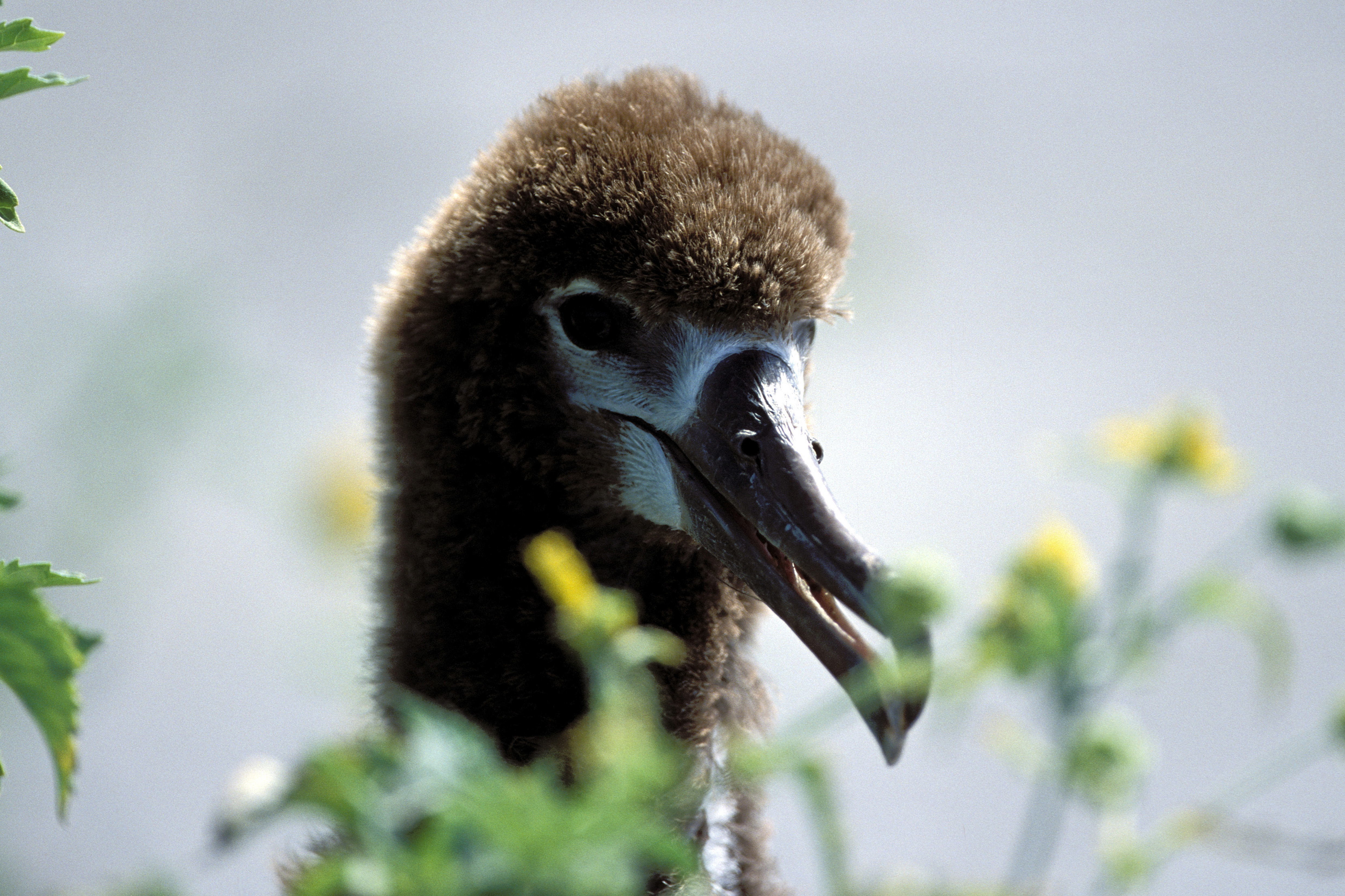Junger Laysan-Albatros (00006335)