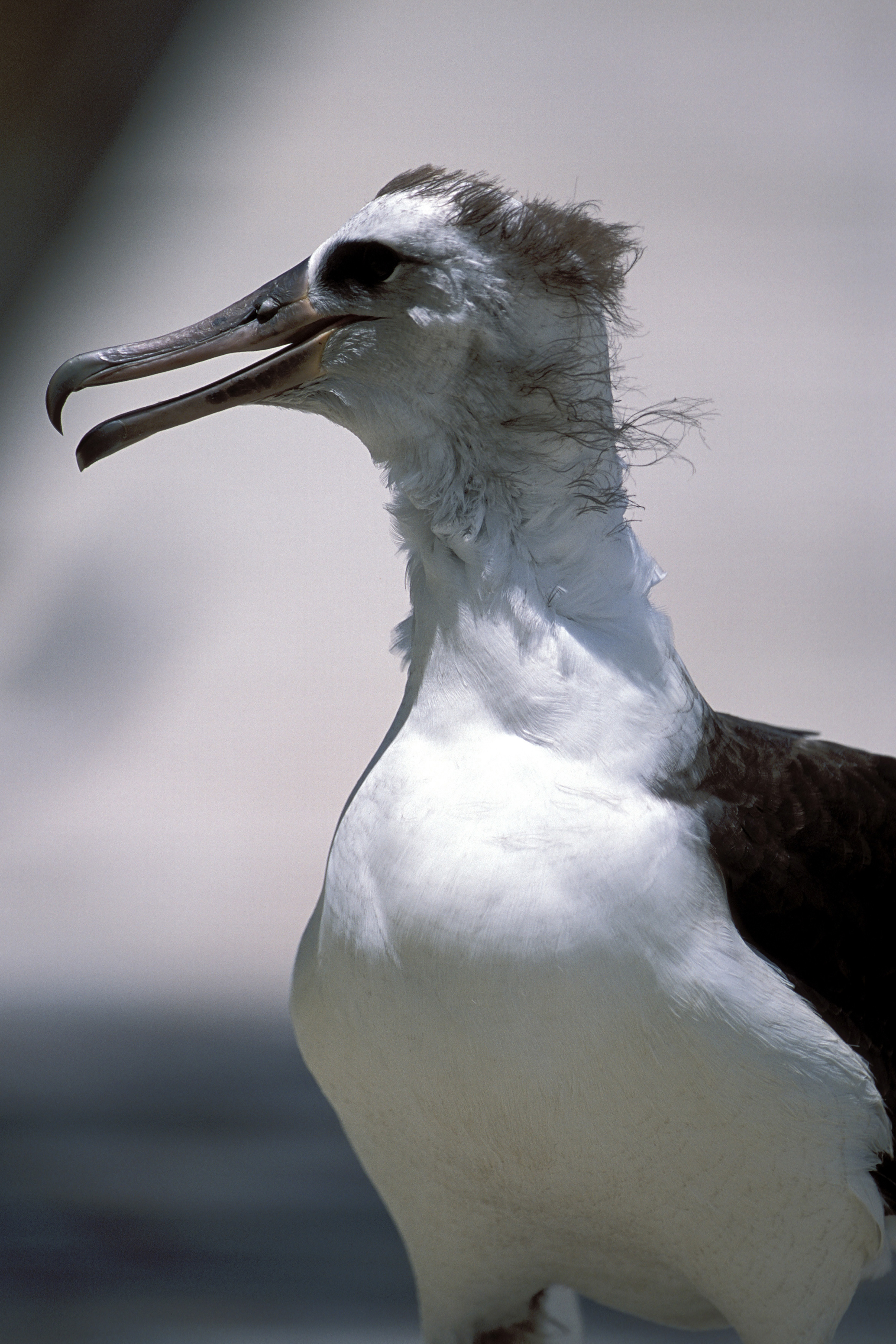 Junger Laysan-Albatros (00006346)
