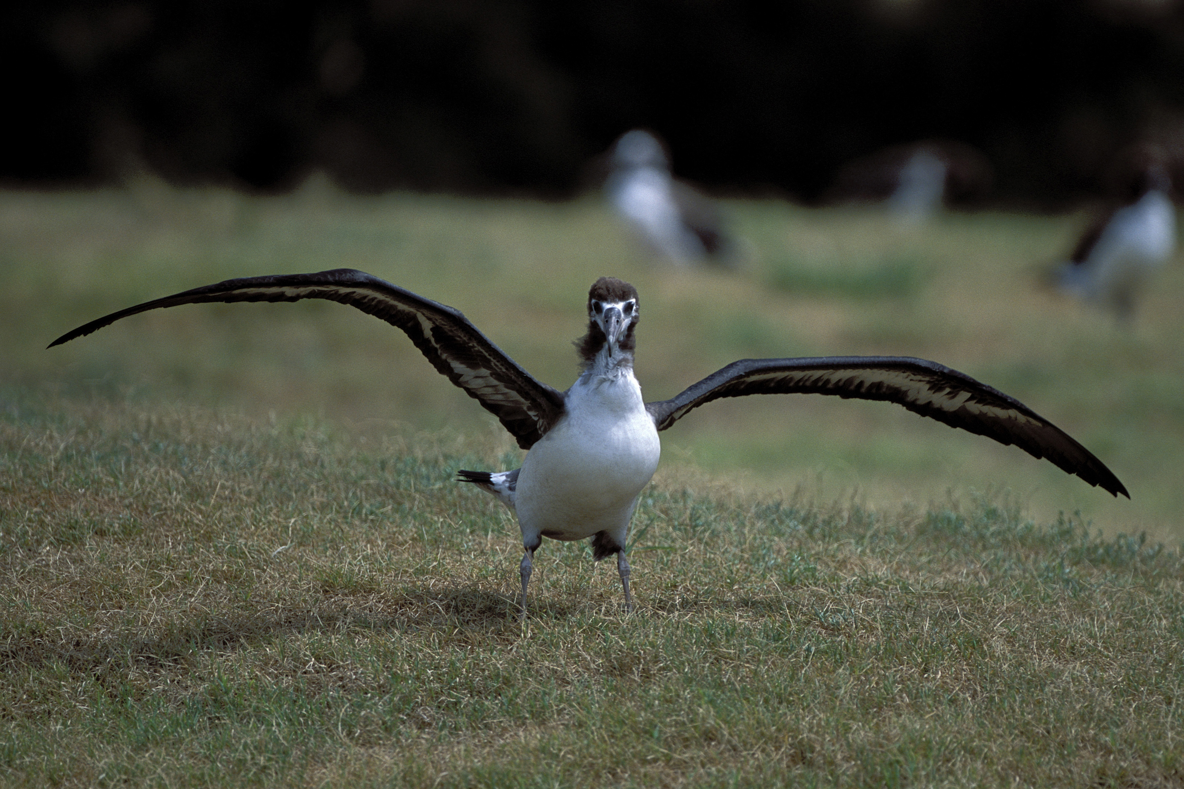 Junger Laysan-Albatros (00006397)