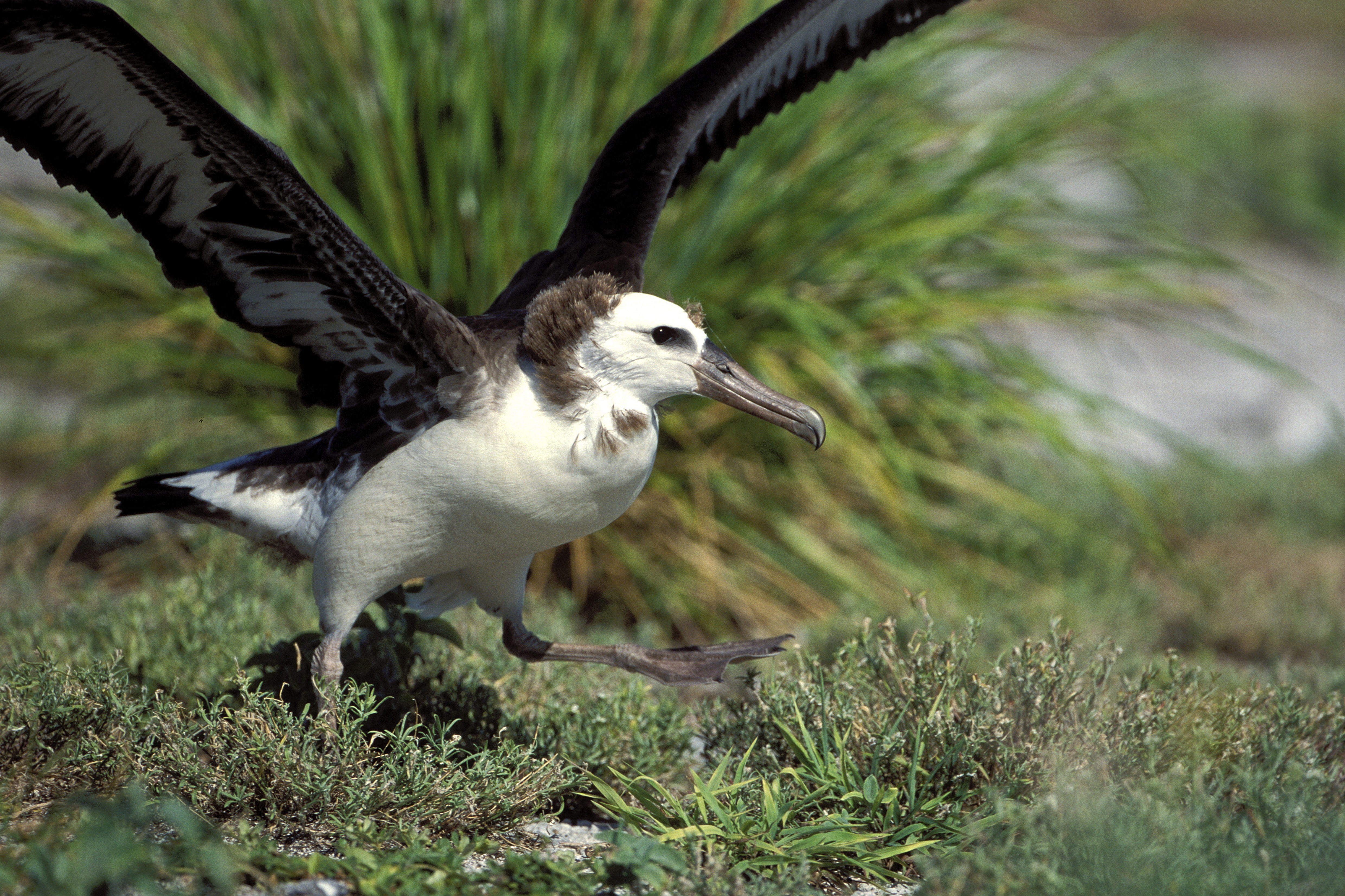 Junger Laysan-Albatros (00006409)