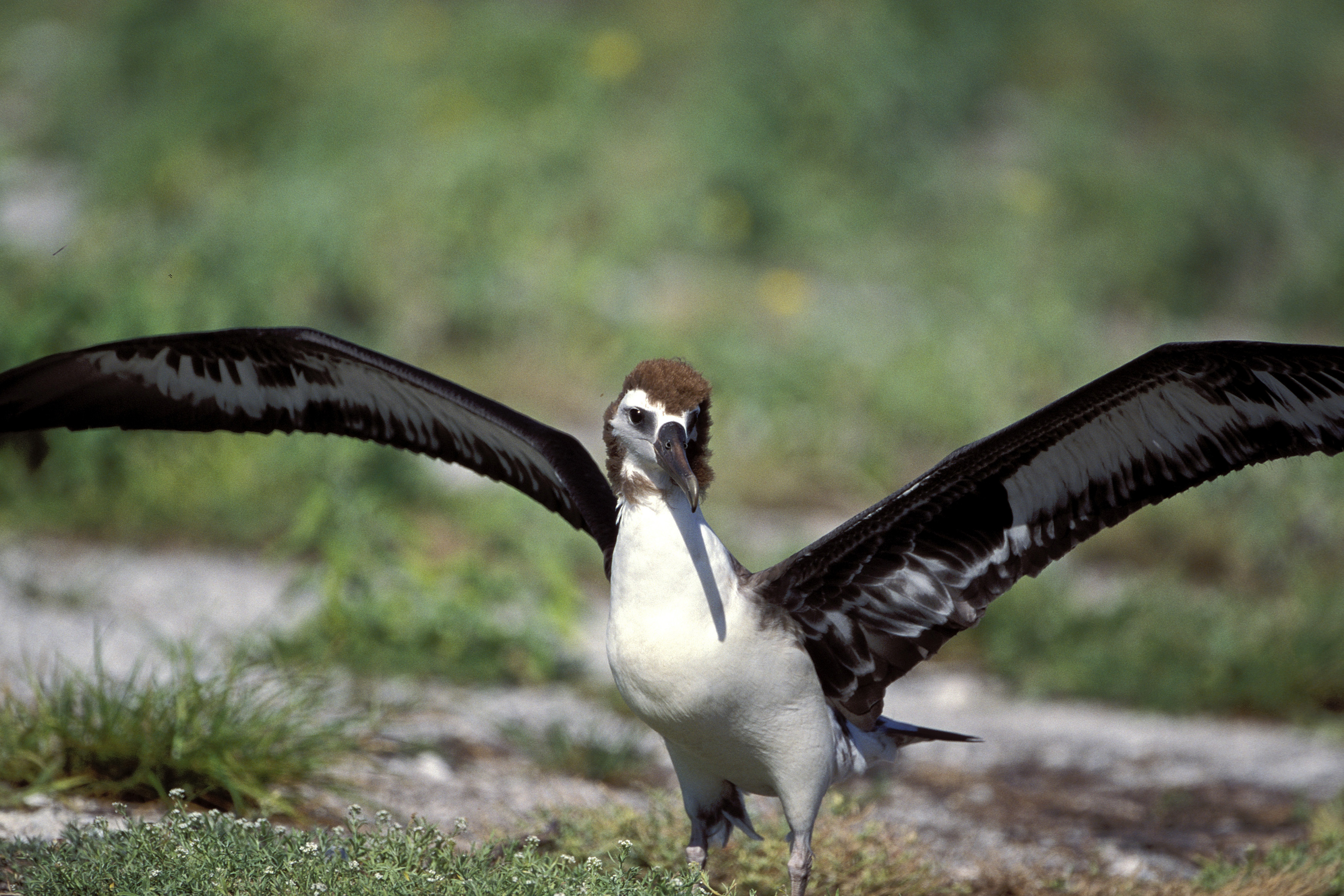 Junger Laysan-Albatros (00006410)