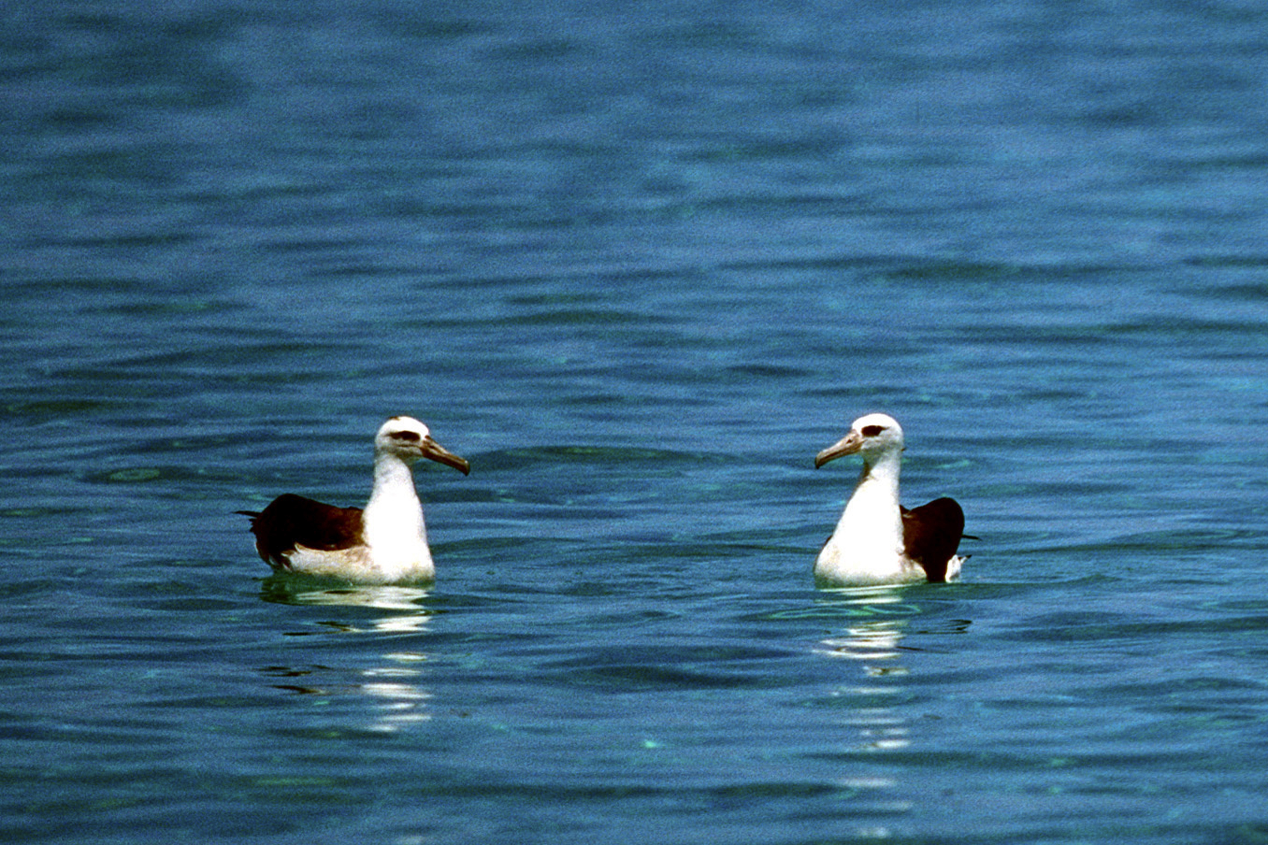 Laysan-Albatrosse auf dem Meer (00006515)