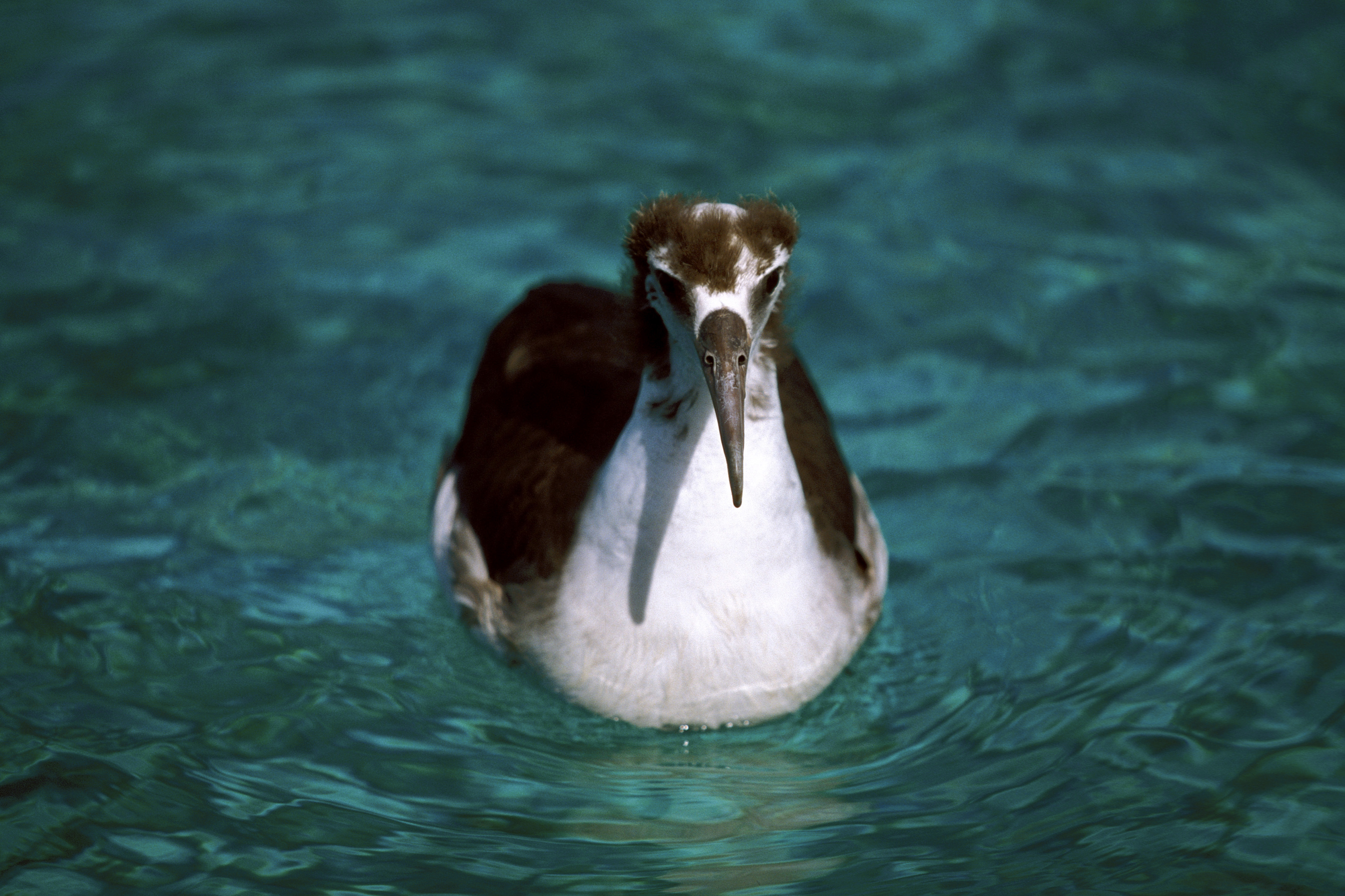 Junger Laysan-Albatros auf dem Meer (00006525)