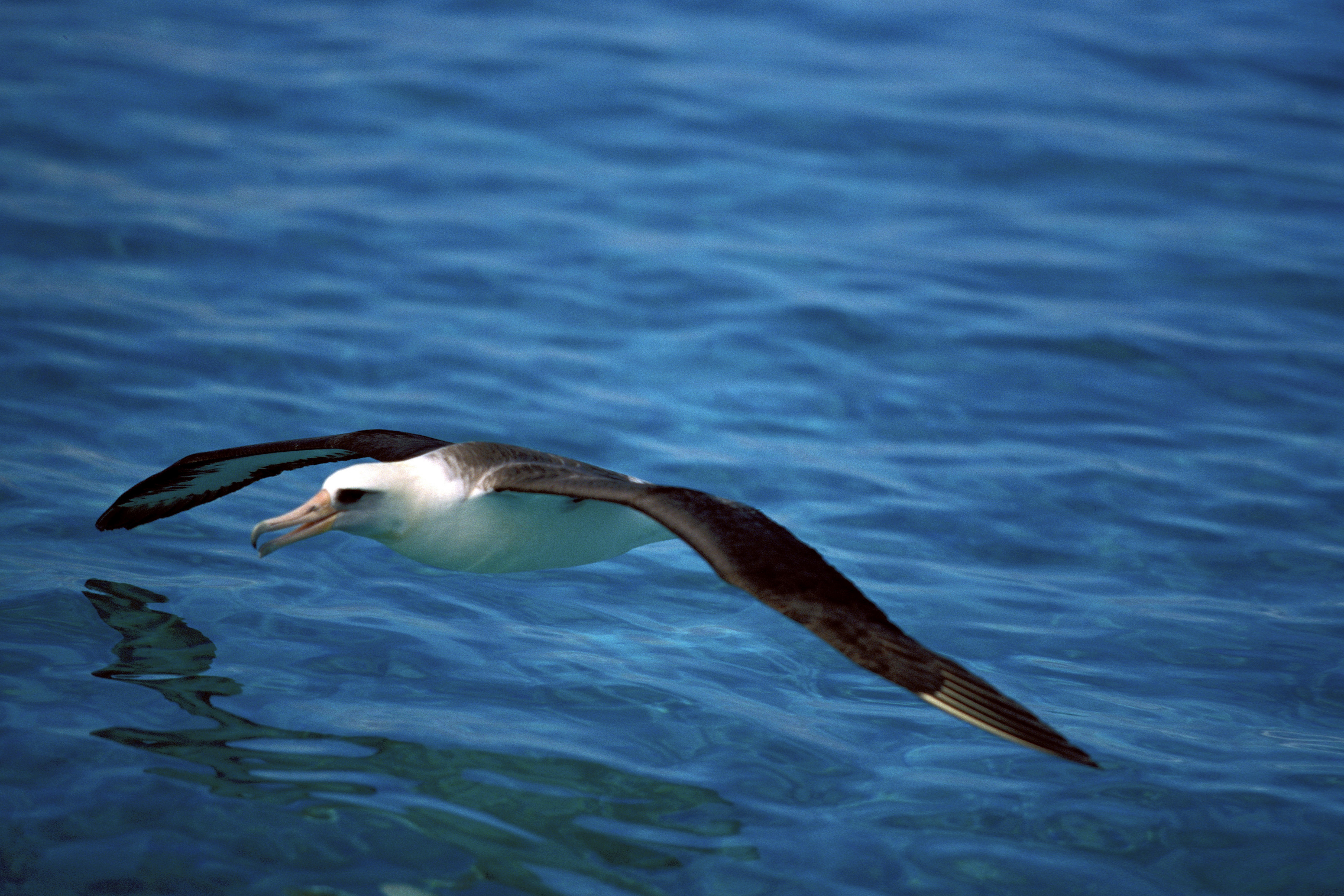 Fliegender Laysan-Albatros ueber dem Meer (00006552)