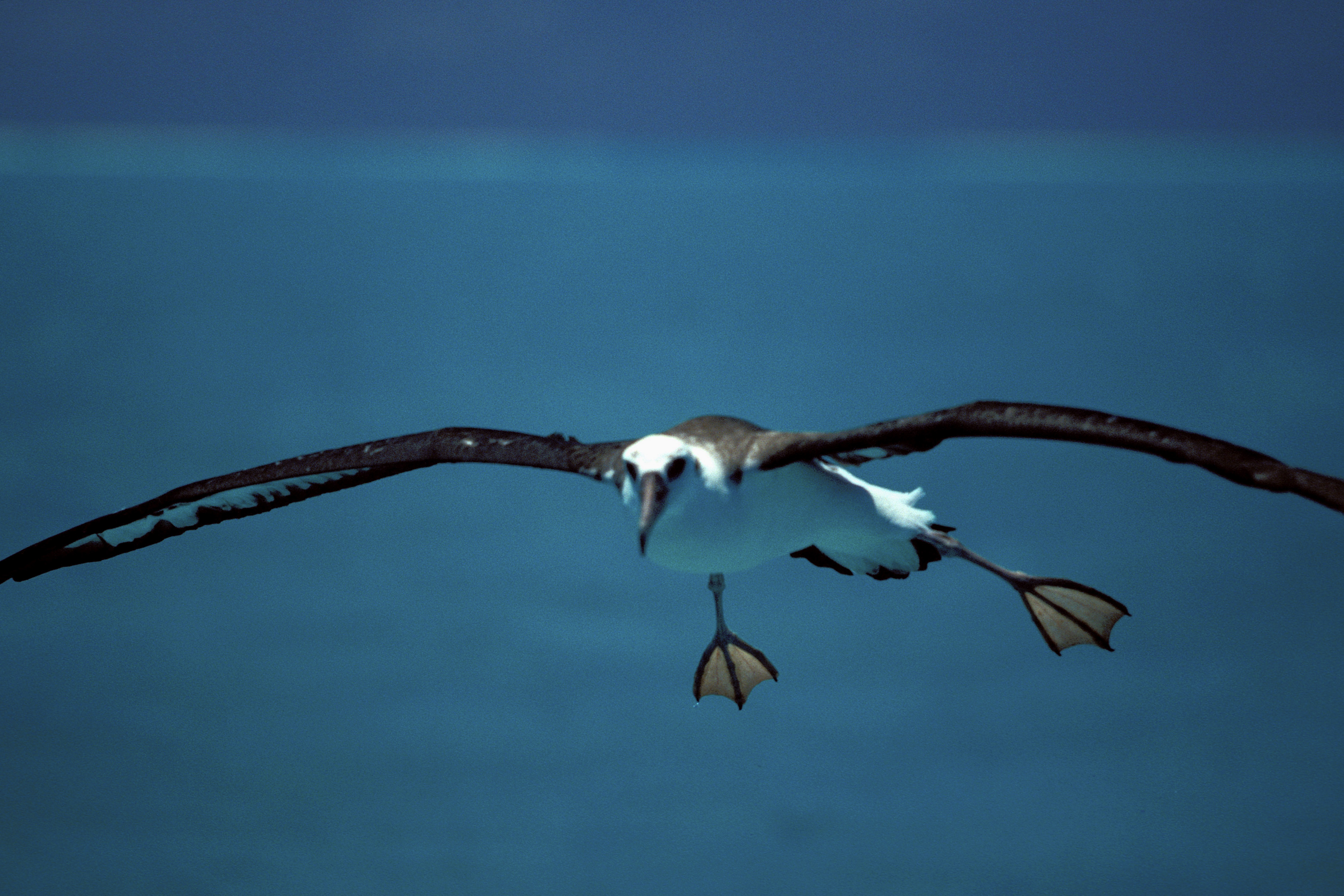 Fliegender Laysan-Albatros ueber dem Meer (00006581)