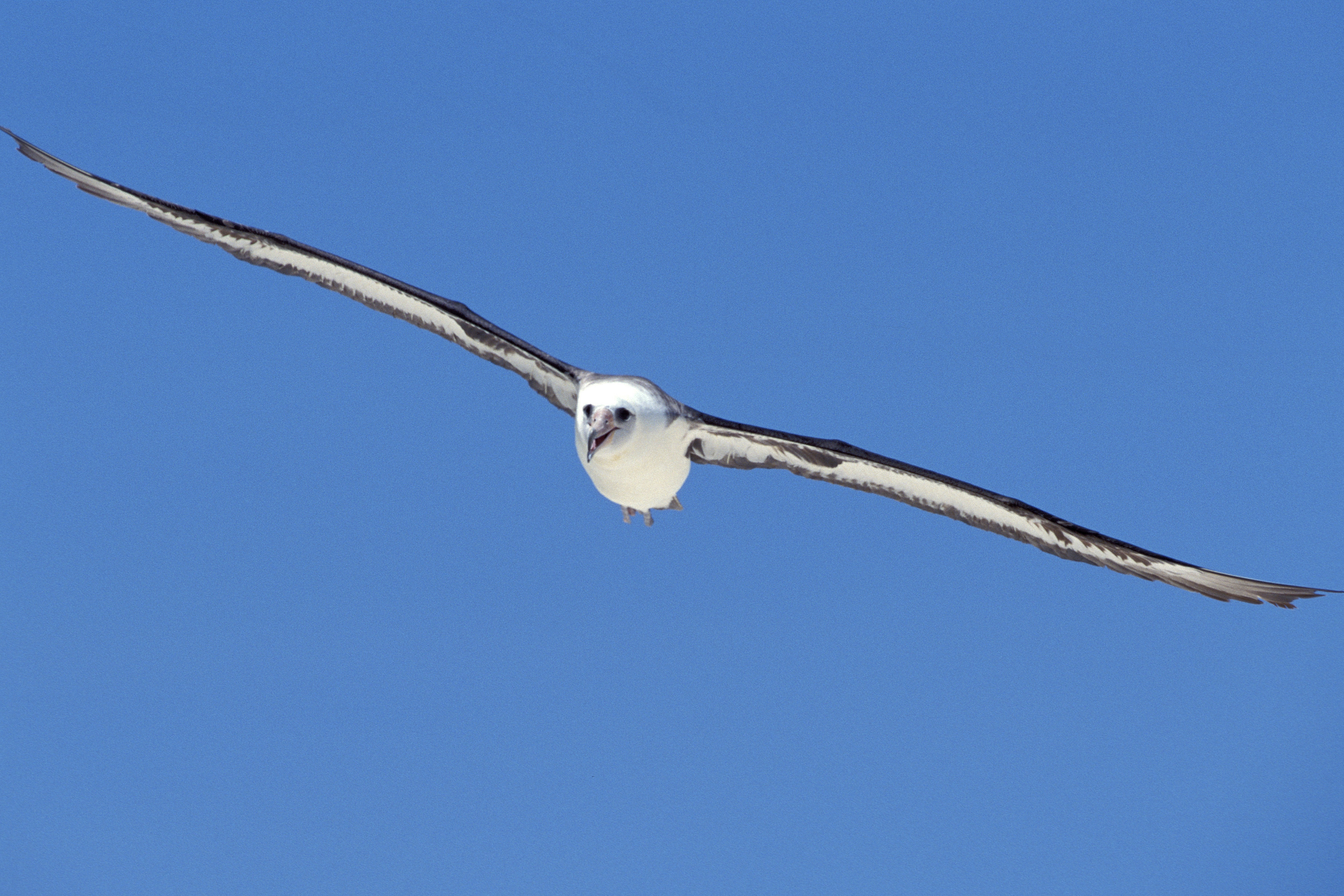Fliegender Laysan-Albatros (00006608)