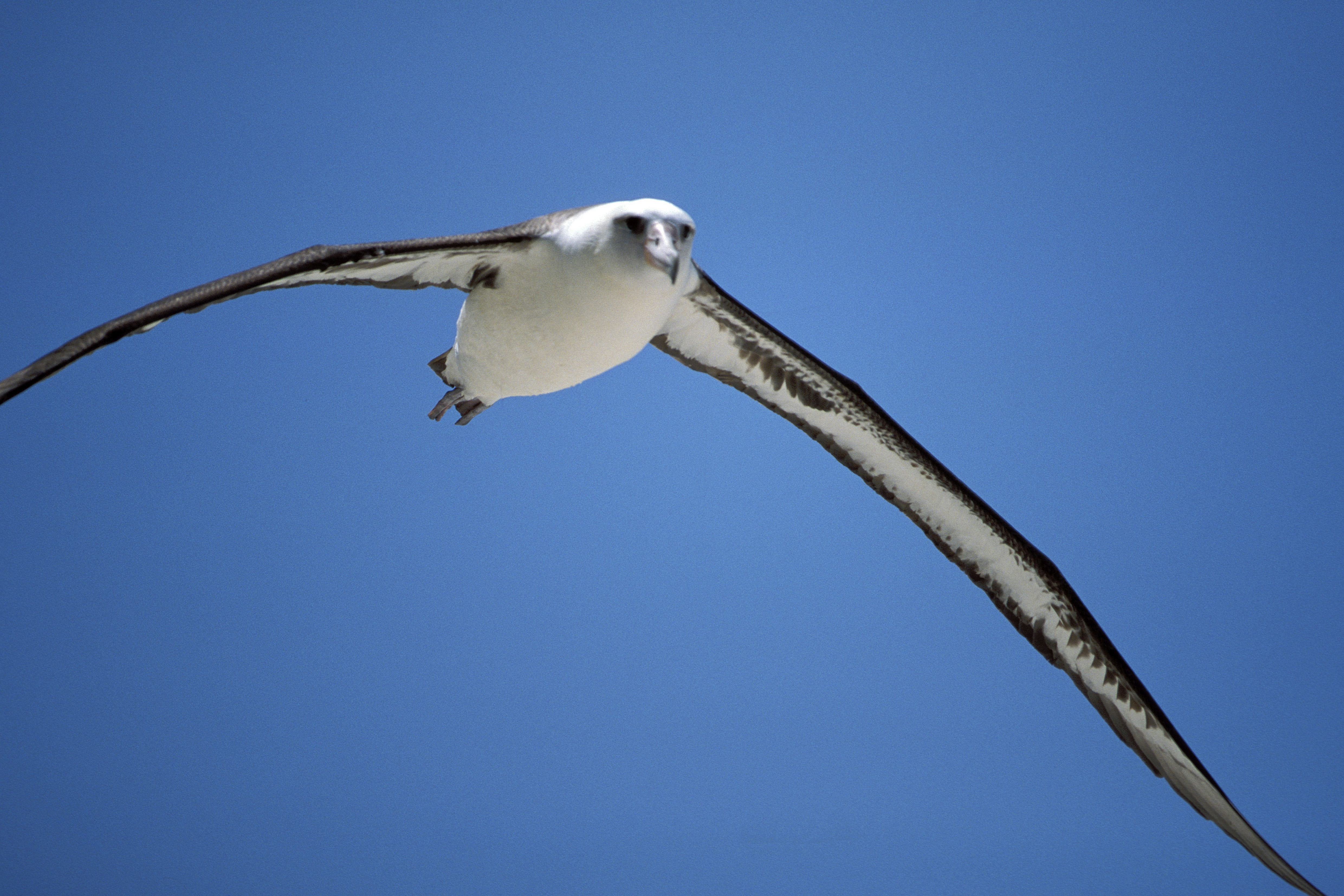 Fliegender Laysan-Albatros (00006620)