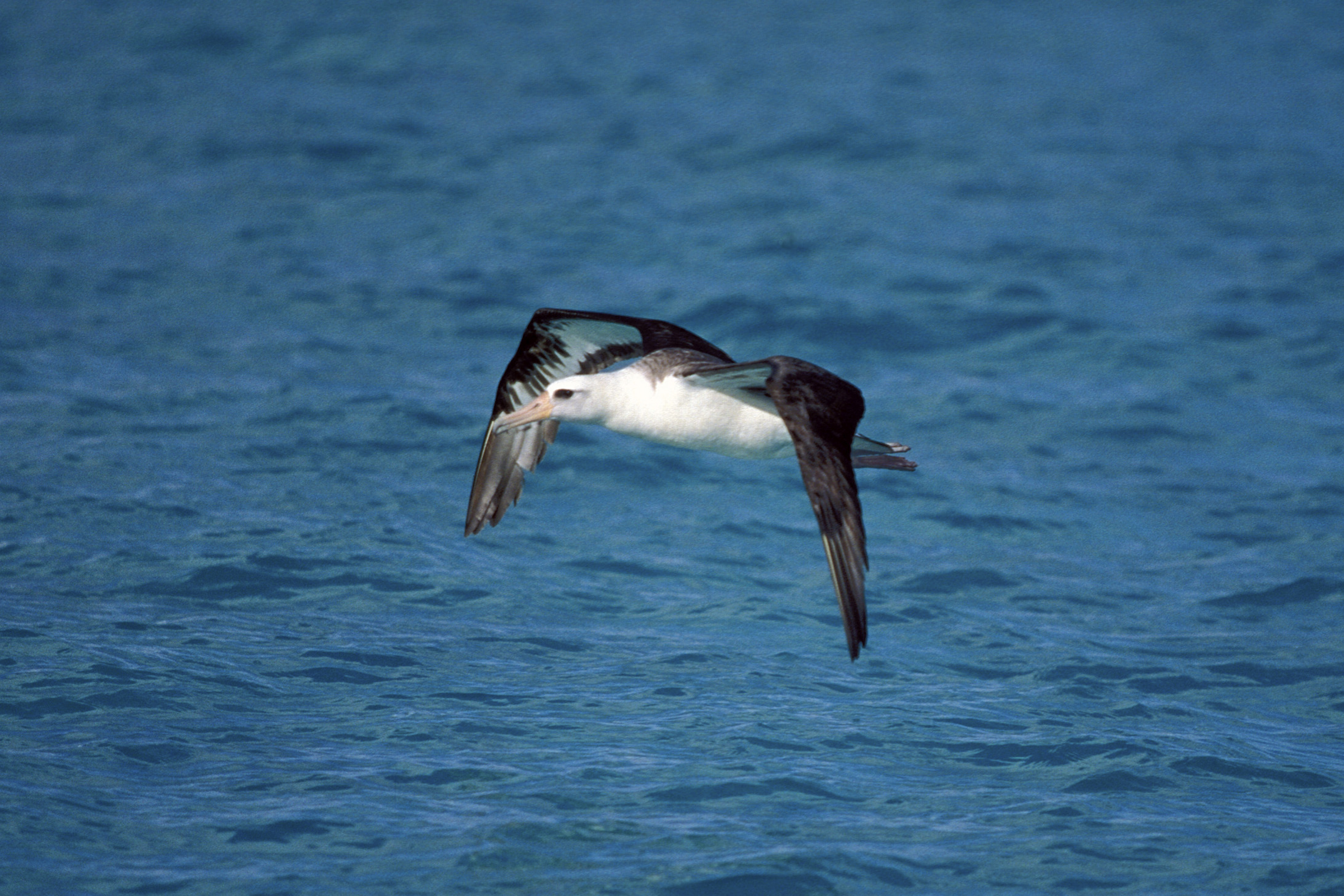 Fliegender Laysan-Albatros ueber dem Meer (00006672)
